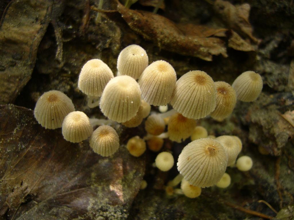 Psathyrella pigmea